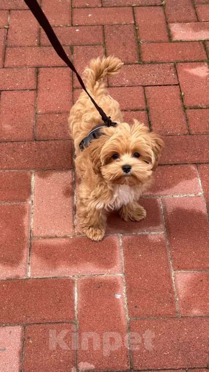 Собаки в Краснодаре: Мальтипу f1 мини мальчик  Мальчик, Бесплатно - фото 2