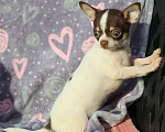 Собаки в Москве: Чихуахуа щенок мини мальчик  Мальчик, 45 000 руб. - фото 1