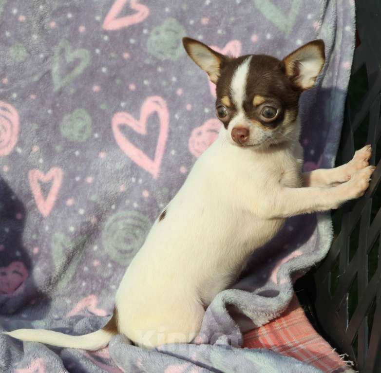 Собаки в Москве: Чихуахуа щенок мини мальчик  Мальчик, 45 000 руб. - фото 1
