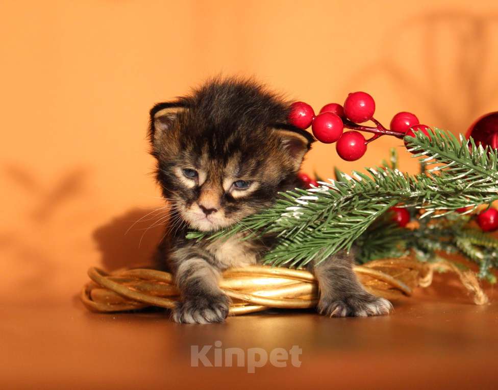 Кошки в Екатеринбурге: Котёнок мейн-кун Кабалерон Мальчик, 70 000 руб. - фото 3