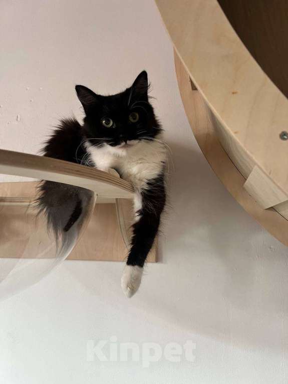 Кошки в Санкт-Петербурге: Кошка в добрые руки Девочка, Бесплатно - фото 4