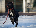 Собаки в Воронеже: Кане корсо, щенок Девочка, 70 000 руб. - фото 3