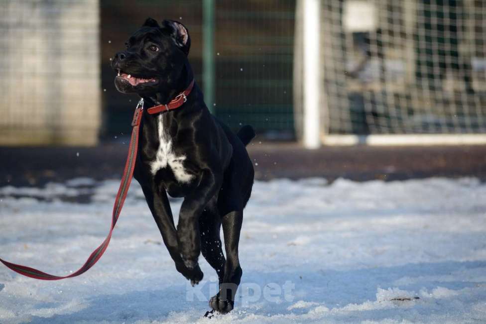 Собаки в Воронеже: Кане корсо, щенок Девочка, 70 000 руб. - фото 3