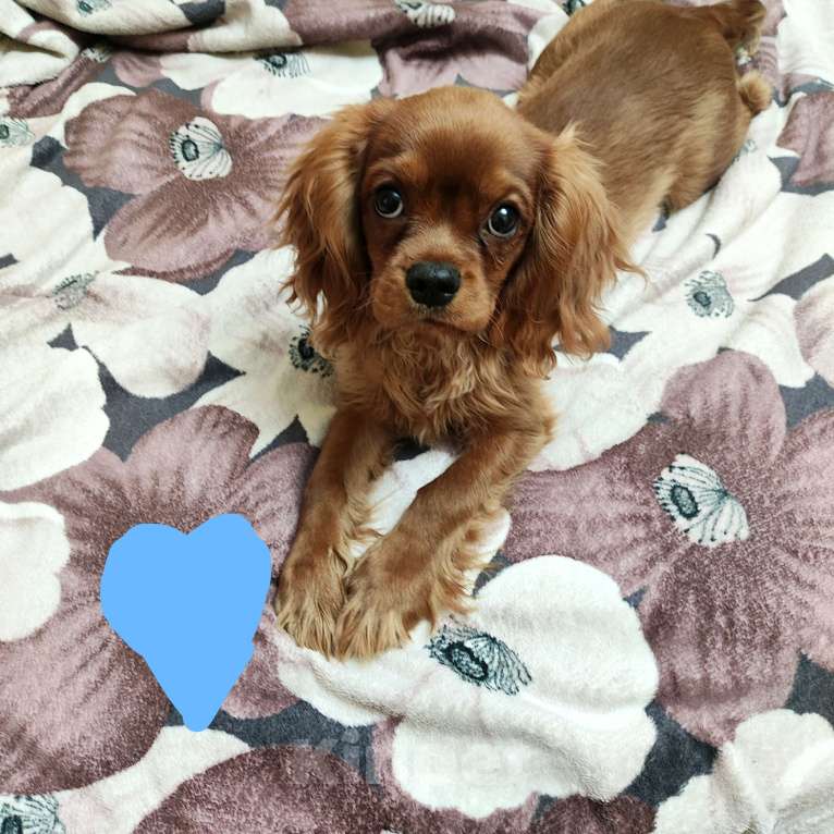 Собаки в Москве: Щенки Кавалер Кинг Чарльз спаниель Мальчик, 100 000 руб. - фото 2