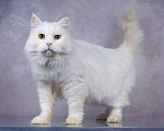 Кошки в Москве: Белая пушистая крупная кошка Шанель в добрые руки Девочка, 1 руб. - фото 5