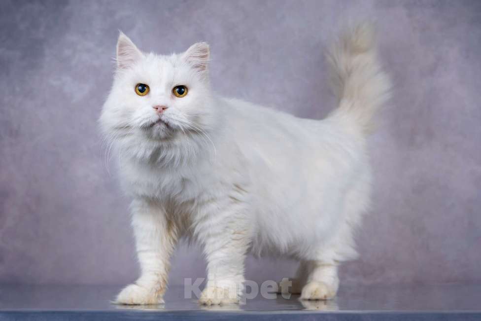Кошки в Москве: Белая пушистая крупная кошка Шанель в добрые руки Девочка, 1 руб. - фото 5