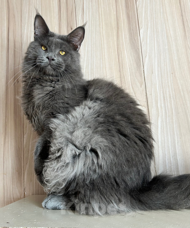 Кошки в Нягани: Кот мейн кун Мальчик, 35 000 руб. - фото 1