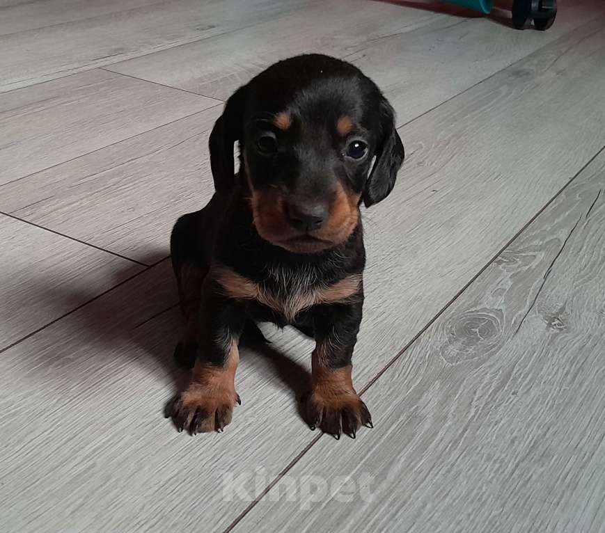 Собаки в Рыбном: Щенок таксы Девочка, 15 000 руб. - фото 1