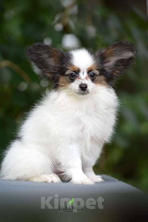 Собаки в Самаре: Продам щенка  папильона Мальчик, Бесплатно - фото 2