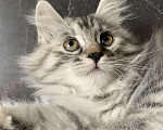 Кошки в Челябинске: Котенок Курильский бобтейл Девочка, 35 000 руб. - фото 3