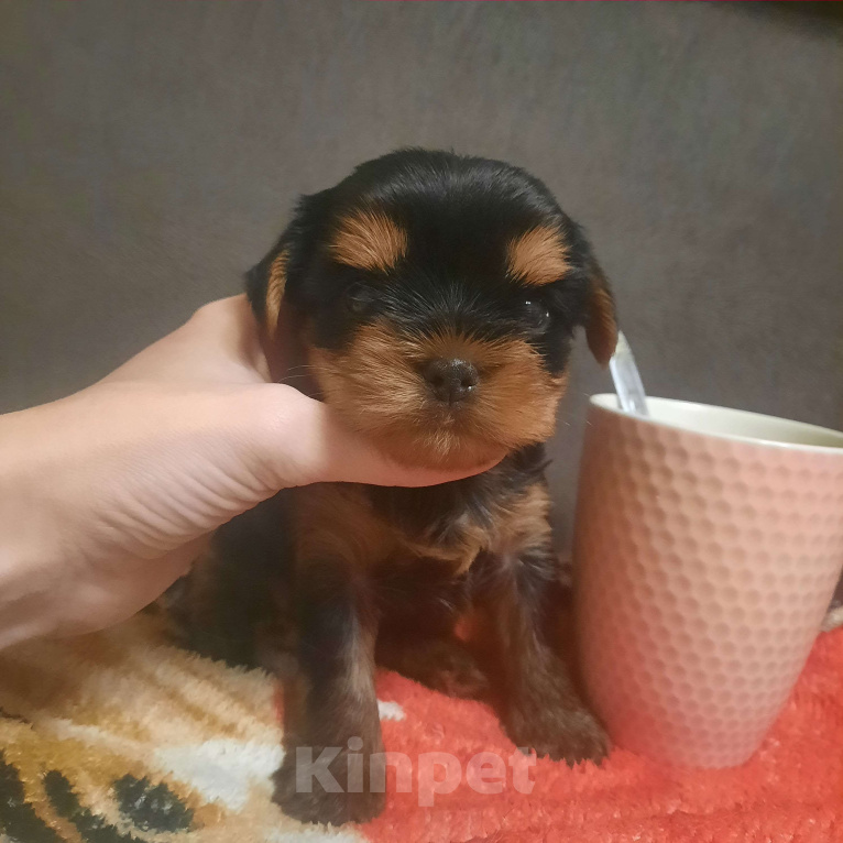 Собаки в Набережных Челнах: Лёлик Мальчик, 50 000 руб. - фото 2