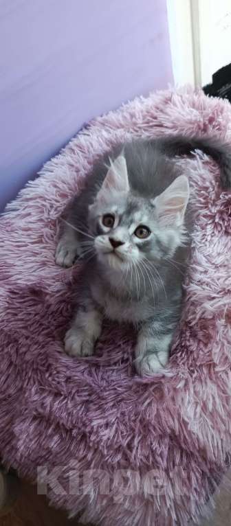 Кошки в Москве: Персиваль Мальчик, 45 000 руб. - фото 3