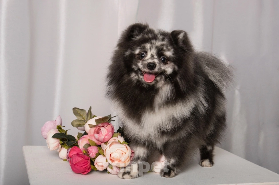 Собаки в Великом Новгороде: Померанский шпиц (сука) Девочка, 20 000 руб. - фото 2