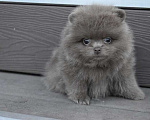 Собаки в Химках: Шпиц лиловый Девочка, 45 000 руб. - фото 1