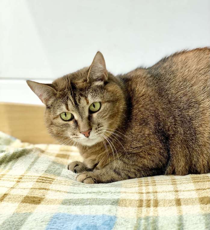 Кошки в Москве: Плюшевая кошечка Сильва в добрые руки Девочка, Бесплатно - фото 6