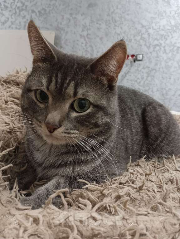 Кошки в Лысьве: Ищу новый дом с добрыми и хорошими хозяевыми, которые готовы принять моего кота. Мальчик, Бесплатно - фото 6