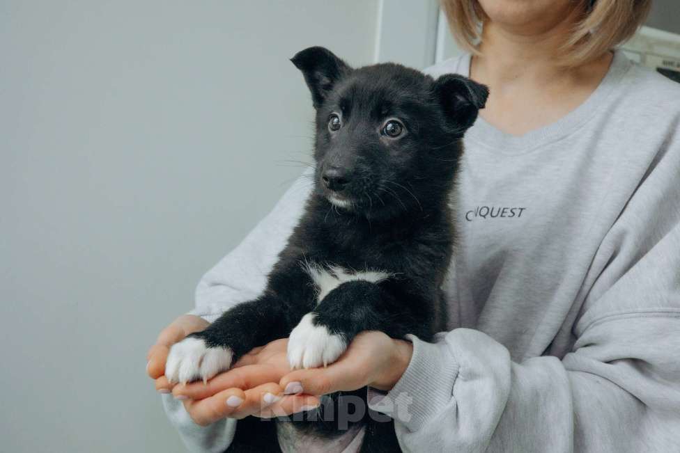 Собаки в Москве: Щенки бесплатно в Москве Мальчик, Бесплатно - фото 7