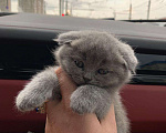 Кошки в Малмыже: Продаю котят, 6 000 руб. - фото 9