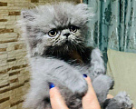 Кошки в Малмыже: Персидские голубые чистокровные котята ., 1 500 руб. - фото 8