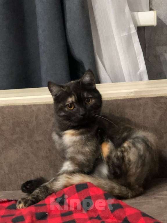 Кошки в Иркутске: Продается кошечка🐾 Девочка, 1 500 руб. - фото 3