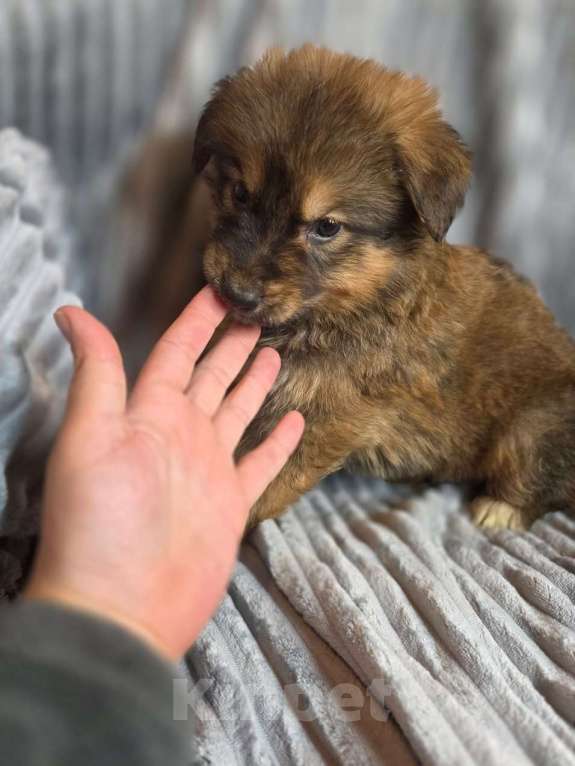 Собаки в Москве: Щенки от мамы-овчарки в дар Мальчик, 1 руб. - фото 7
