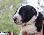 Собаки в Москве: 5 мальчик щенок алабай  Мальчик, 35 000 руб. - фото 2