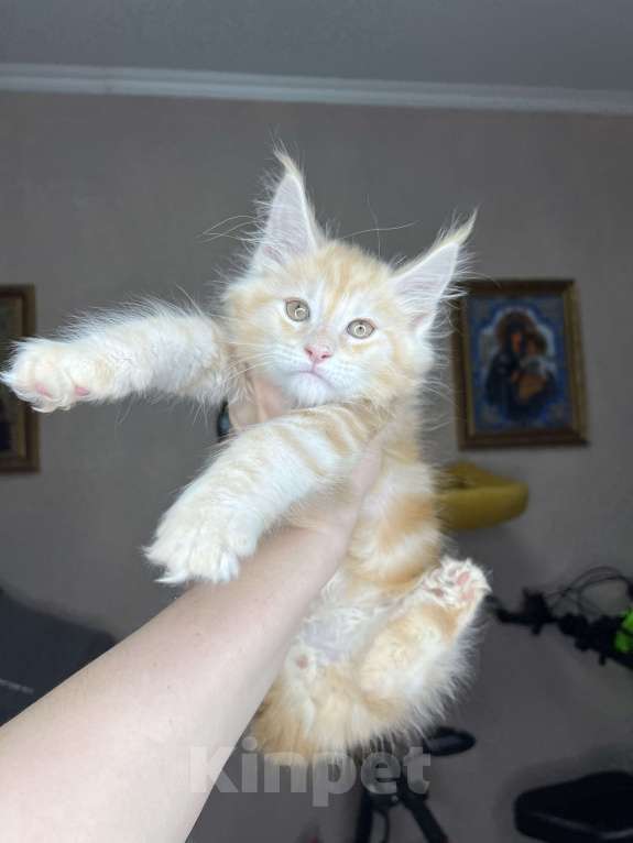 Кошки в Краснодаре: Мейн-кун Мальчик, 45 000 руб. - фото 1