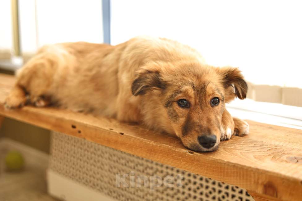 Собаки в Москве: Щенок бесплатно Москва Девочка, Бесплатно - фото 2