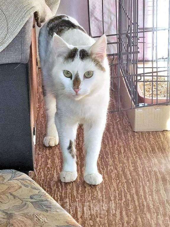 Кошки в Санкт-Петербурге: Капелька, молодой роскошный котик ищет дом Мальчик, 10 руб. - фото 5