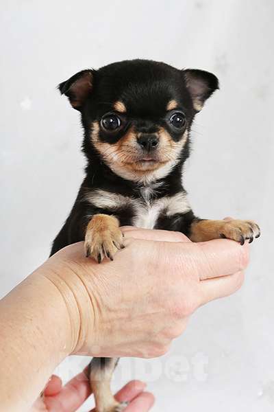 Собаки в Люберцах: Чихуахуа мини Мальчик, 35 000 руб. - фото 2