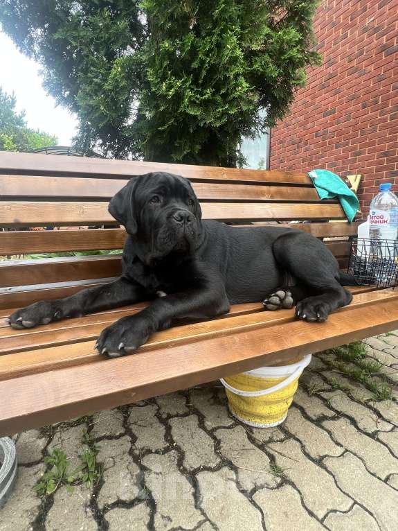 Собаки в Дмитрове: Щенок Кане Корсо Мальчик, 50 000 руб. - фото 10