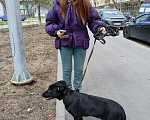 Собаки в Москве: Черный ласковый щенок метис лабрадора Робин в добрые руки Мальчик, 1 руб. - фото 2