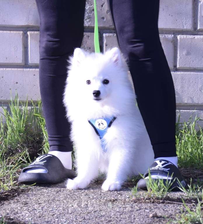 Собаки в Краснодаре: Белая Помски Девочка, 20 000 руб. - фото 4