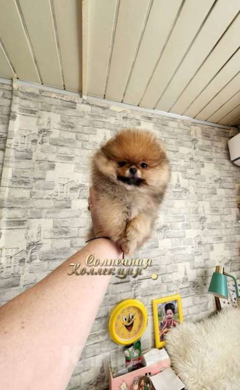 Собаки в Москве: Мини медвежонок мальчик померанского шпица РКФ Мальчик, Бесплатно - фото 1