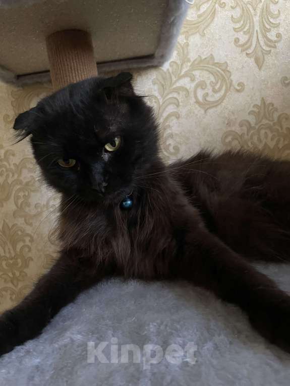 Кошки в Махачкале: Пропал кот  Мальчик, 1 000 руб. - фото 3
