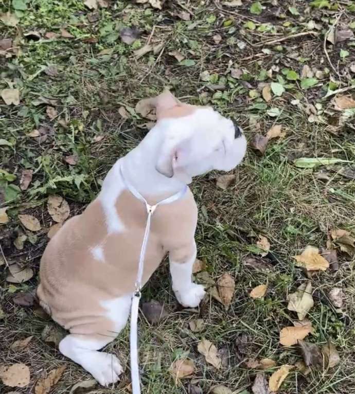 Собаки в Бузулуке: Продам щенка Английского бульдога Девочка, Бесплатно - фото 2