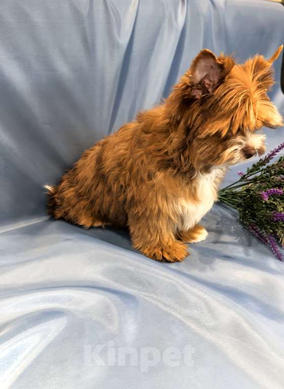 Собаки в Иркутске: Цветной йорк мерле ред блю даймонд 💎 Мальчик, 50 000 руб. - фото 1