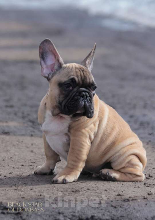 Собаки в Ртищево: Щенки французского бульдога Мальчик, 80 000 руб. - фото 4