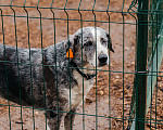 Собаки в Москве: СЛАВНАЯ СОБАКА БУСИНКА Девочка, Бесплатно - фото 6