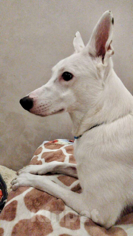 Собаки в Москве: Ласковый Арчи ищет дом Мальчик, Бесплатно - фото 9