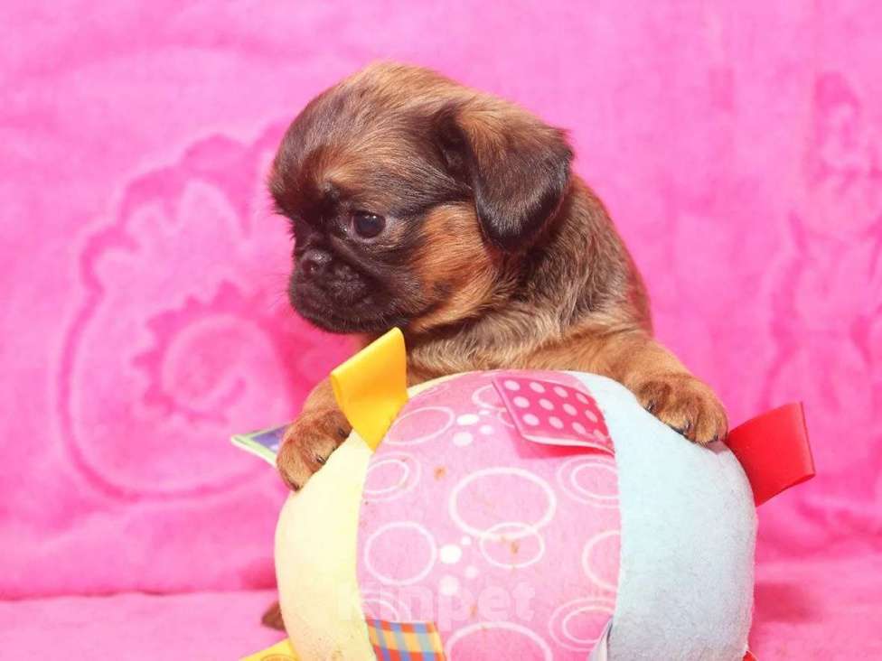 Собаки в Санкт-Петербурге: Очаровашка Девочка, 80 000 руб. - фото 3