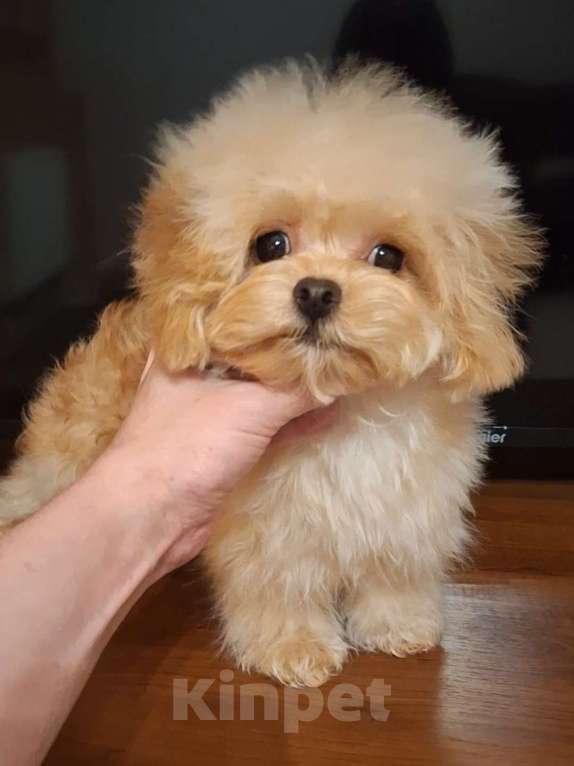 Собаки в Москве: Мальтипу ф1 микро девочка  Девочка, Бесплатно - фото 1