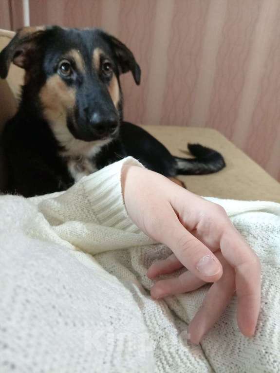 Собаки в Москве: Хочу отдать это чудо в добрые руки  Мальчик, Бесплатно - фото 1