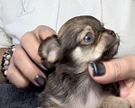 Собаки в Сочи: Шоколадная девочка чихуахуа Девочка, Бесплатно - фото 2