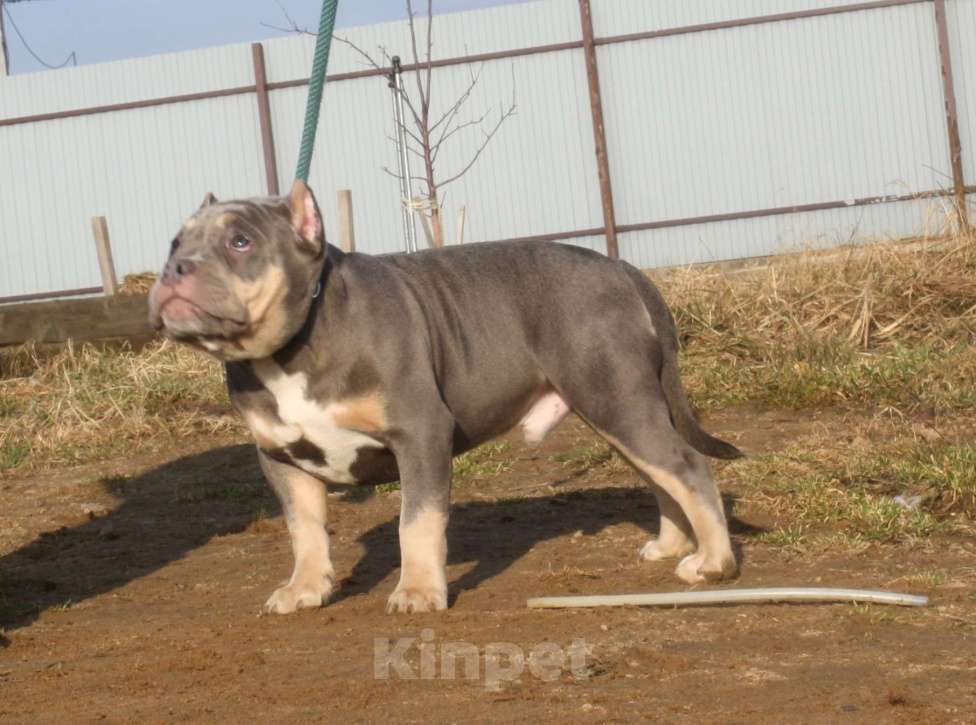 Собаки в Всеволожске: ММ ДОН РАМОН Мальчик, Бесплатно - фото 1