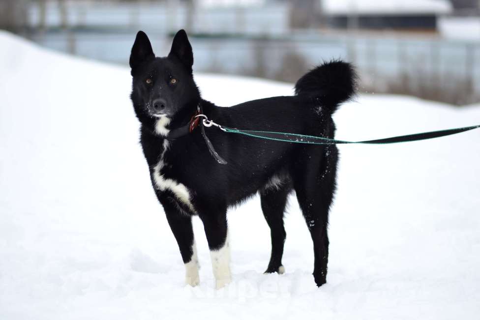 Собаки в Москве: Собака из приюта ждет семью Мальчик, Бесплатно - фото 10