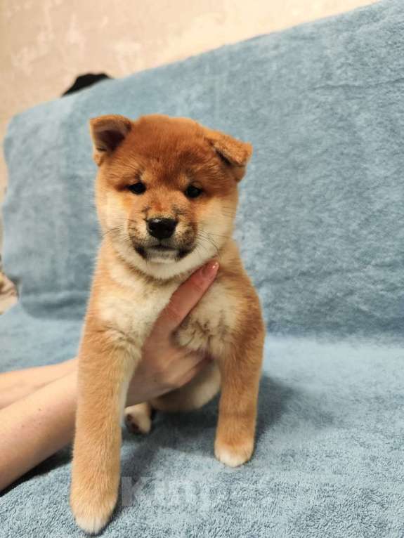 Собаки в Стерлитамаке: Щенок сиба-ину Девочка, 40 000 руб. - фото 6