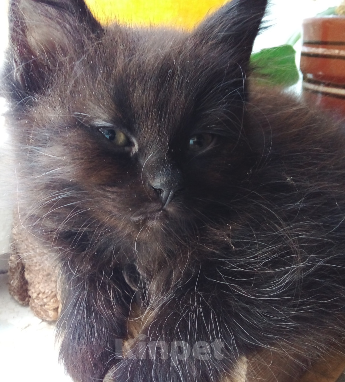 Кошки в Москве: 💗 Котенок - девочка  –  в  добрые  руки Девочка, Бесплатно - фото 3