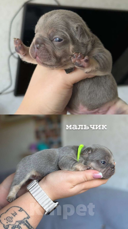 Собаки в Ростове-на-Дону: малыши французского бульдога  Мальчик, 50 000 руб. - фото 6