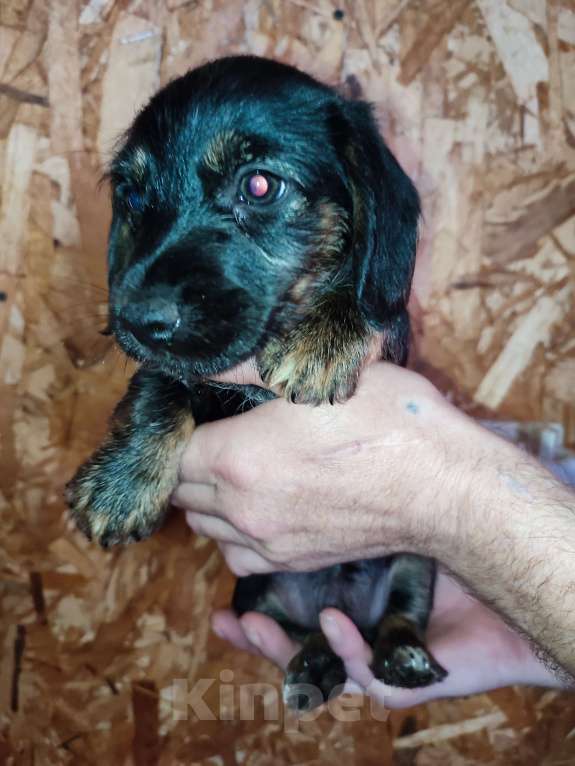 Собаки в других городах Рязанской области: Щенки дорки Девочка, 3 000 руб. - фото 2